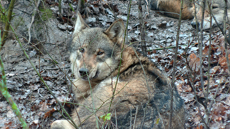 Fotka Larušky Laruška se spokojeně usmívá, je novém domově